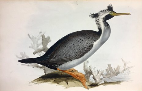 Spotted shag