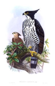 SpizaetusCirrhatusGould