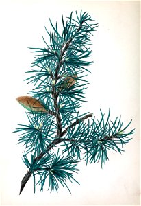 Spiritofthewoods cedar s6