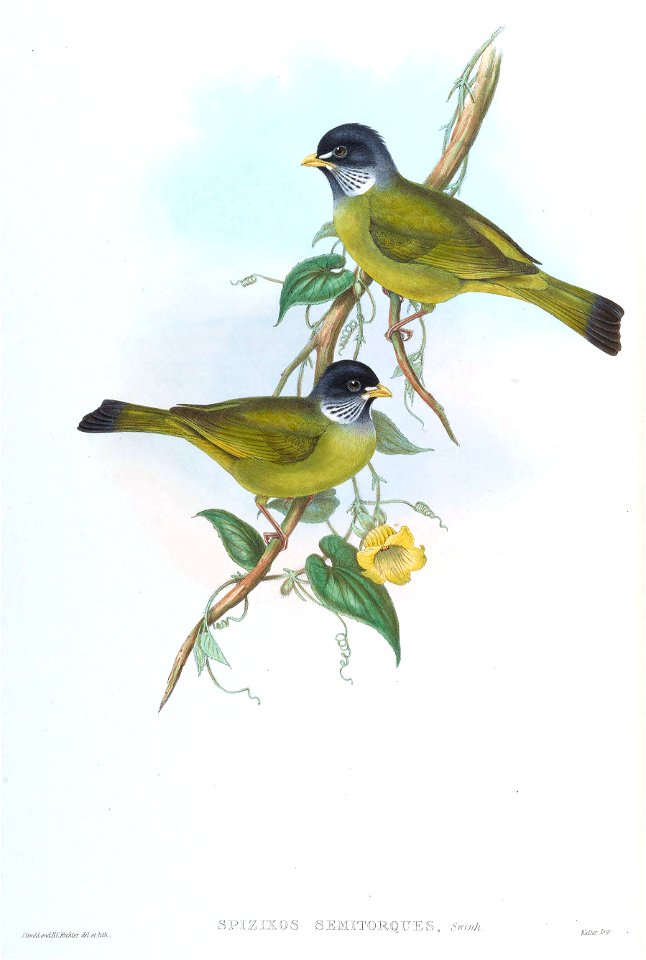 SpizixosSemitorquesGould