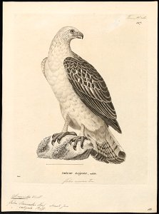 Spizaëtus caligatus - 1700-1880 - Print - Iconographia Zoologica - Special Collections University of Amsterdam - UBA01 IZ18100239