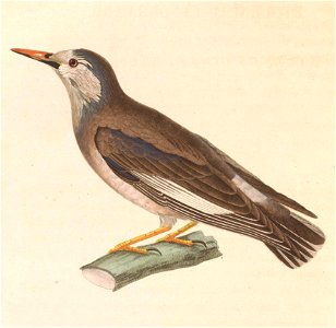 Spodiopsar cineraceus 1838