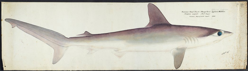 Sphyrna zygaena by Frank Edward Clarke
