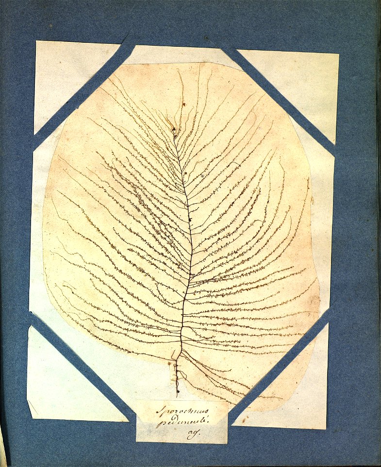 Sporochnus pedunculatus
