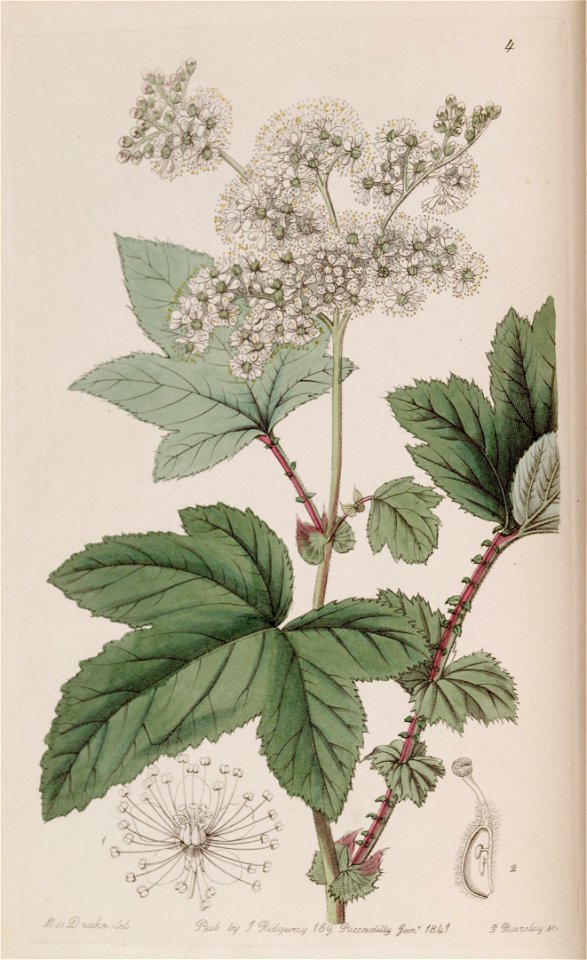 Spiraea camtschatica var. himalensis