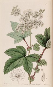 Spiraea camtschatica var. himalensis