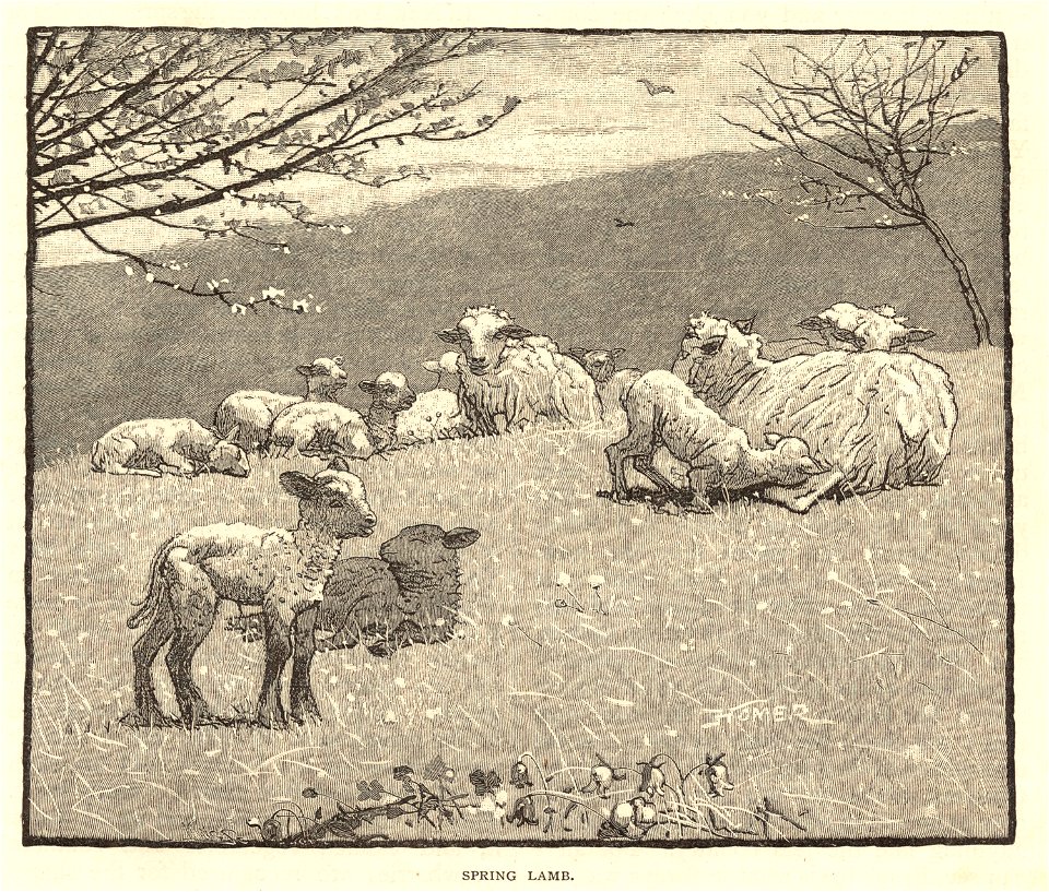 Spring lamb (Boston Public Library)