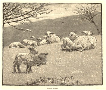 Spring lamb (Boston Public Library). Free illustration for personal and commercial use.