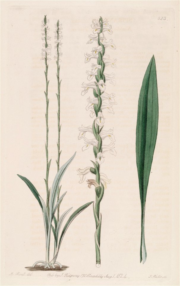 Spiranthes cernua - Bot. Reg. 10 pl. 823 (1824)
