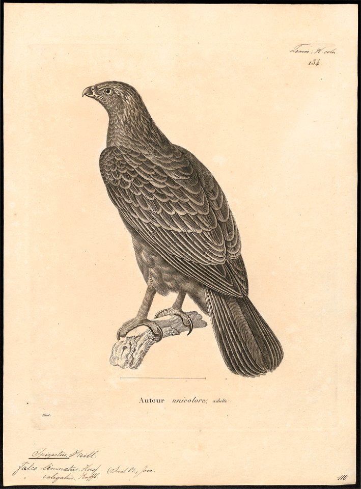 Spizaëtus caligatus - 1700-1880 - Print - Iconographia Zoologica - Special Collections University of Amsterdam - UBA01 IZ18100237
