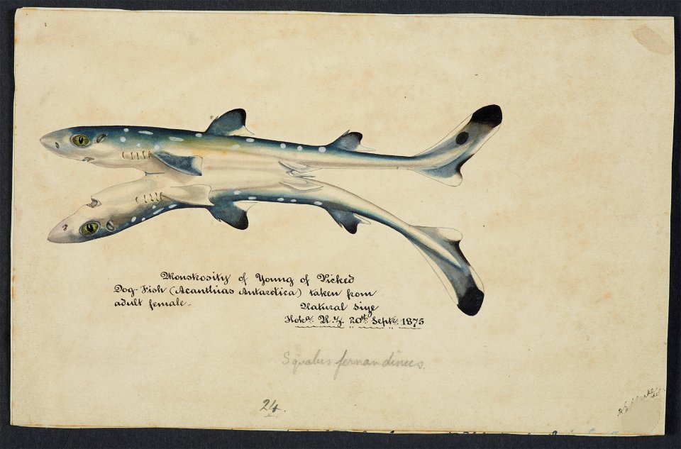Squalus acanthias by Frank Edward Clarke