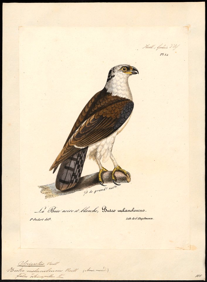 Spizaëtus melanoleucus - 1825-1834 - Print - Iconographia Zoologica - Special Collections University of Amsterdam - UBA01 IZ18100223