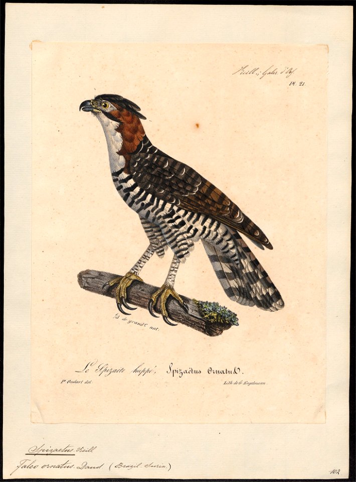 Spizaëtus ornatus - 1825-1834 - Print - Iconographia Zoologica - Special Collections University of Amsterdam - UBA01 IZ18100217