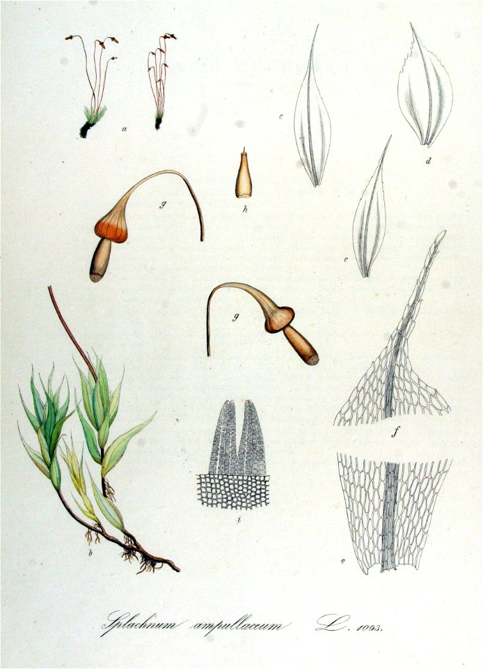 Splachnum ampullaceum — Flora Batava — Volume v14
