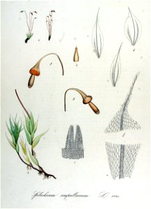 Splachnum ampullaceum — Flora Batava — Volume v14