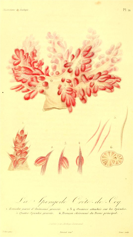 Spongodes celiosa 1831