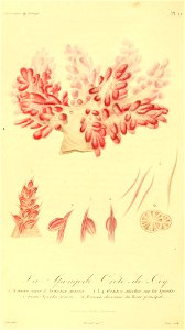 Spongodes celiosa 1831