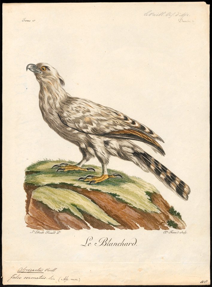 Spizaëtus coronatus - 1796-1808 - Print - Iconographia Zoologica - Special Collections University of Amsterdam - UBA01 IZ18100233