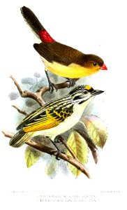 SporaeginthusBarbatulaKeulemans