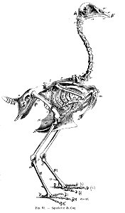SquelCoqChauveauCM1890