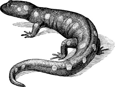 Spotted Salamander-TSF 0050. Free illustration for personal and commercial use.