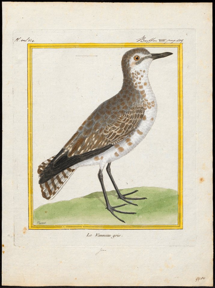 Squatarola helvetica - 1700-1880 - Print - Iconographia Zoologica - Special Collections University of Amsterdam - UBA01 IZ17200177
