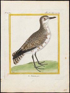 Squatarola helvetica - 1700-1880 - Print - Iconographia Zoologica - Special Collections University of Amsterdam - UBA01 IZ17200177