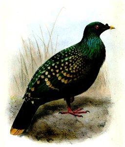 Spotted green pigeon