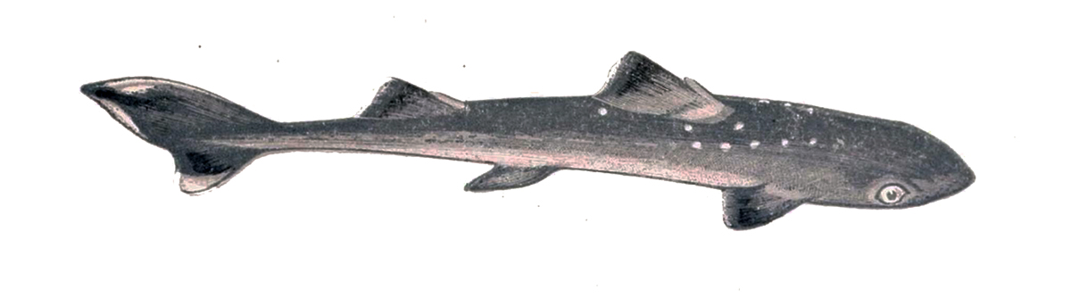 Squalus acanthias Gervais juvenile