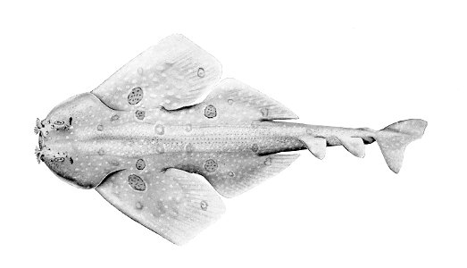 Squatina tergocellata