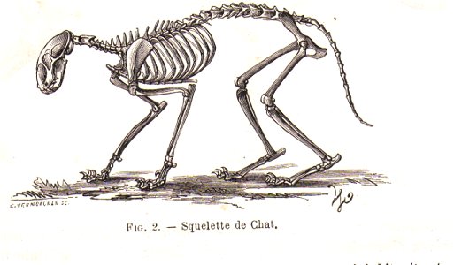 SqueletteChatChauveau1990