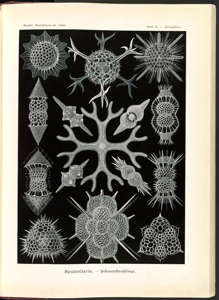 Spumellaria. - Schaumstrahlinge LCCN2015648971