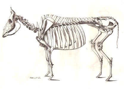 SqueletteVacheChauveau1990