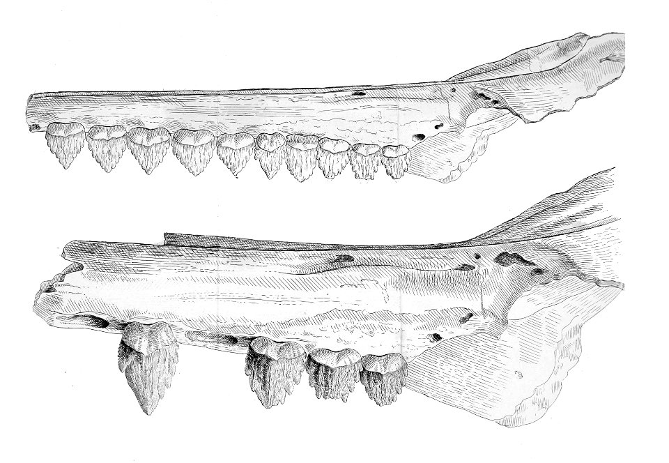 Squalodon