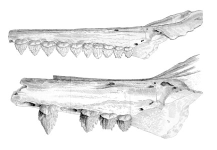 Squalodon