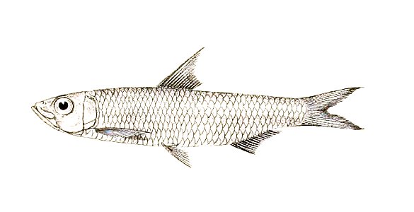 Spratelloides malabaricus Achilles 161