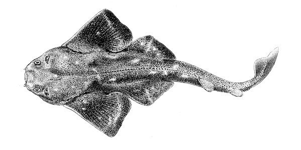 Squatina squatina