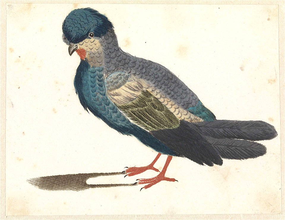 Staande vogel naar links, mogelijk een duif