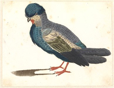 Staande vogel naar links, mogelijk een duif