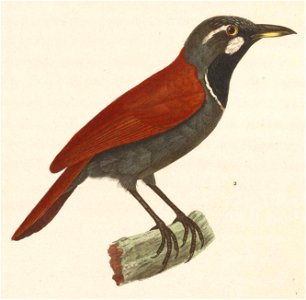 Stachyris nigricollis 1838