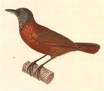 Stachyris poliocephala 1838