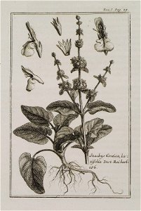 Stachys Cretica latifolia Inst Rei Herb 286 - Tournefort Joseph Pitton De - 1717