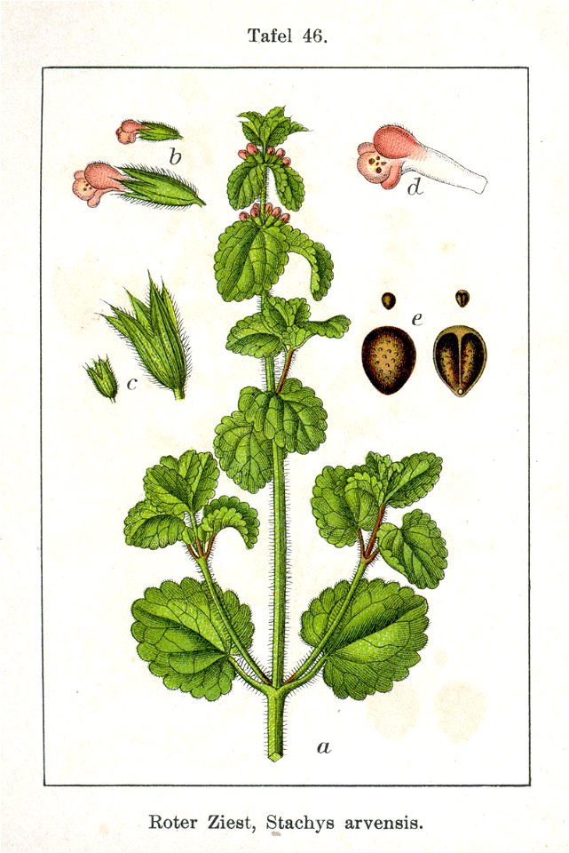 Stachys arvensis Sturm46