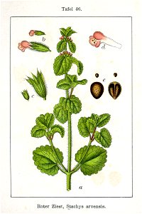 Stachys arvensis Sturm46