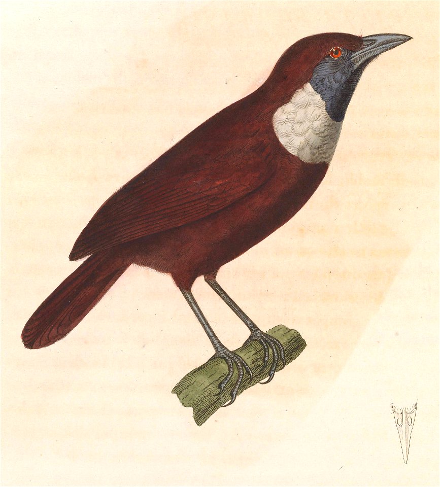 Stachyris thoracica 1838
