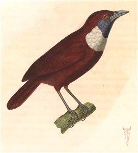 Stachyris thoracica 1838