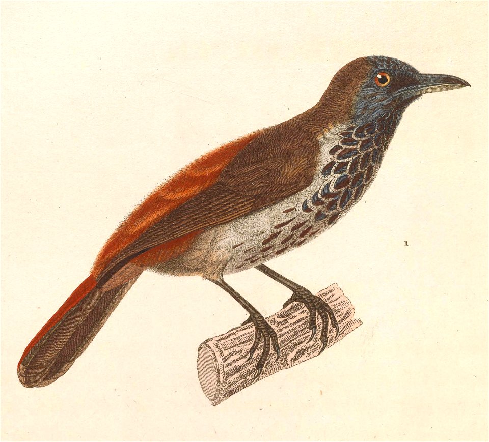 Stachyris maculata 1838