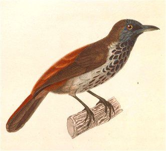 Stachyris maculata 1838