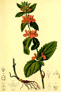 Stachys alpina Atlas Alpenflora