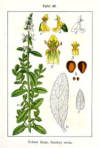 Stachys recta Sturm48